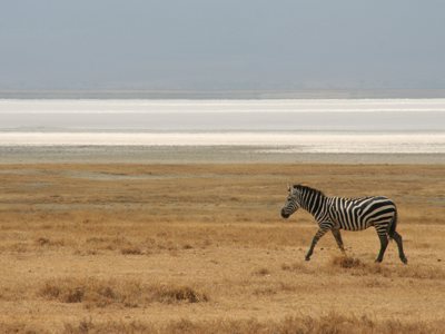 Zebra op de savanne in Kenia tijdens de route Kenia, Tanzania en Zanzibar.