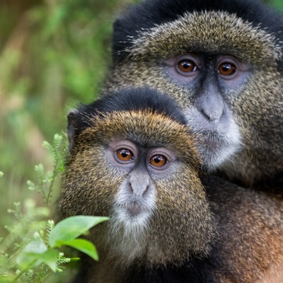 Twee golden monkeys in het groen tijdens de Golden Monkey trekking in Mgahinga National Park.