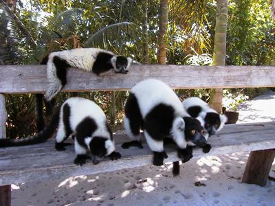 Zwart-witte vari’s (lemuren) op een houten bank in Madagascar.