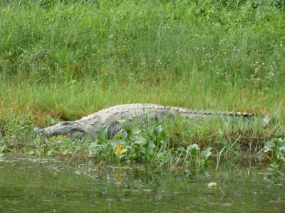 Krokodil rust op de oever tussen het gras bij een waterplas tijdens Route Nepal.