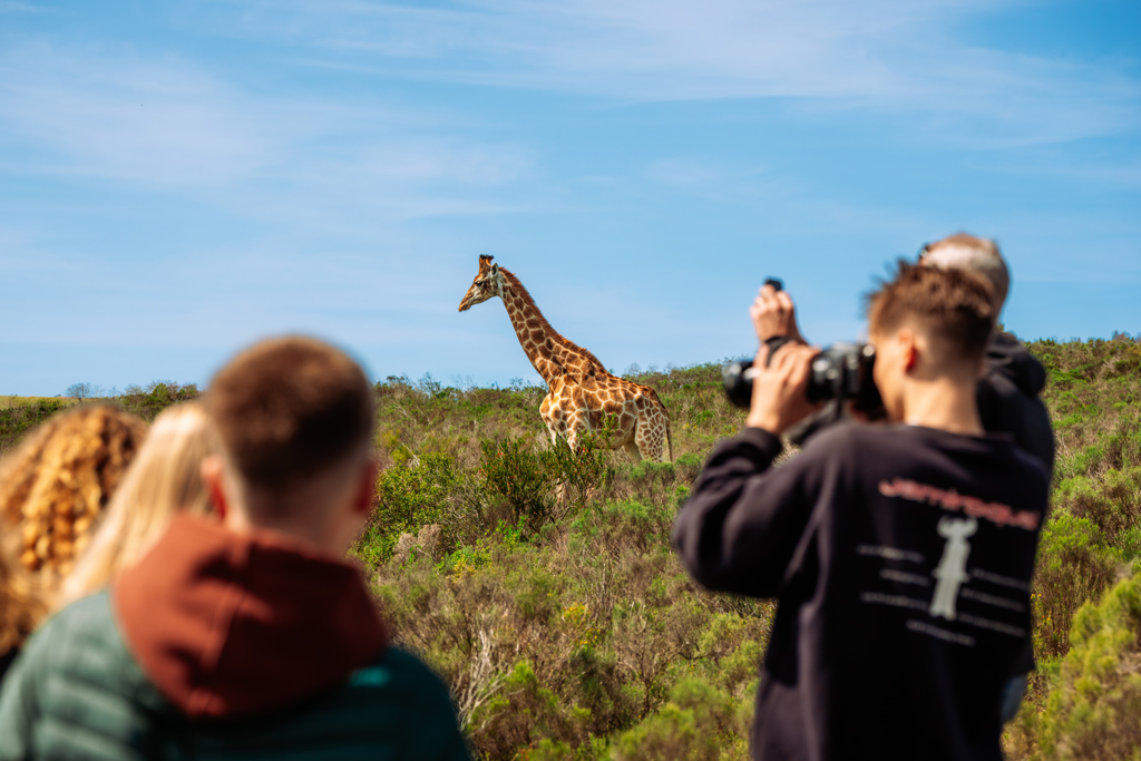 Gezin fotografeert een giraffe tijdens safari in Zuid-Afrika, Tuinroute en Kruger.