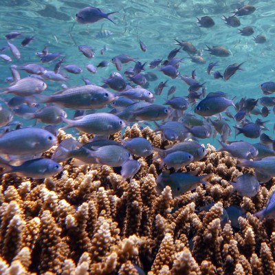 School tropische vissen boven koraalrif bij snorkelexcursie Pulau Menjangan, Bali.