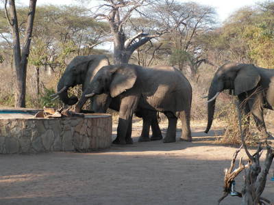 Olifanten bij een waterplaats tijdens de route door Zambia, Malawi en Tanzania.