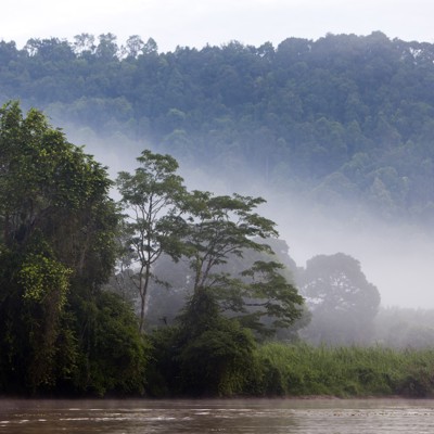 Mistig regenwoud langs een rivier in Maleisisch Borneo.