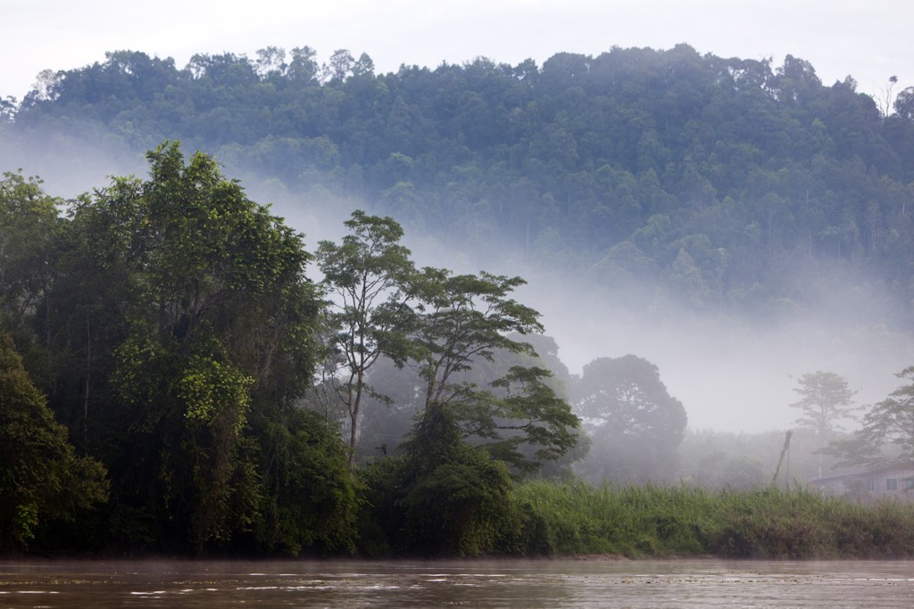 Mistig regenwoud langs een rivier in Maleisisch Borneo.