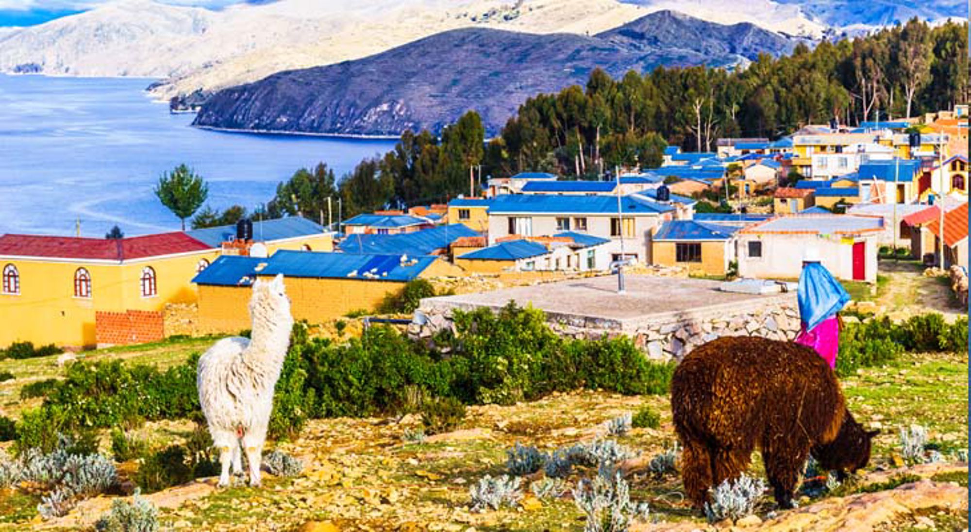 Alpaca's Titicacameer Uitzicht op het landschap van Bolivia met bomen en heuvels.