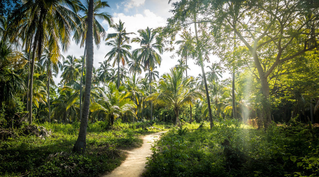 Zandpad door tropisch palmbos in Colombia tijdens 22-35ers rondreis.