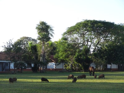 Capibara’s grazen op een grasveld bij een lodge tijdens de route van Buenos Aires naar Rio.