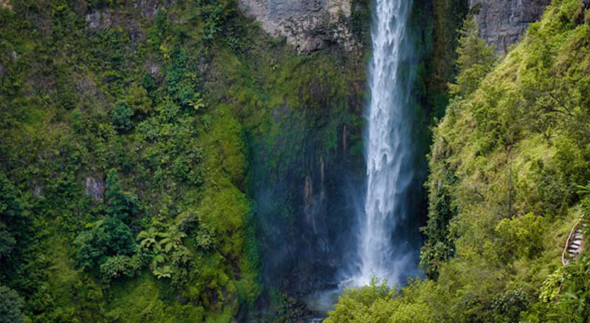 Mistig tropisch boslandschap met hoge bomen in Indonesië.