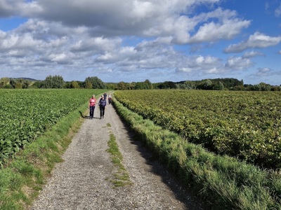 Wandelaars op de Dutch Mountain Trail langs velden onder een blauwe lucht met wolken.