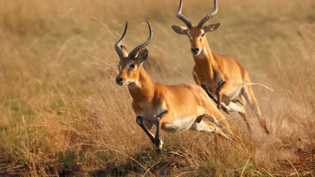 Twee impala’s rennen door het hoge gras tijdens een 22-35ers reis door Zuidelijk Afrika.