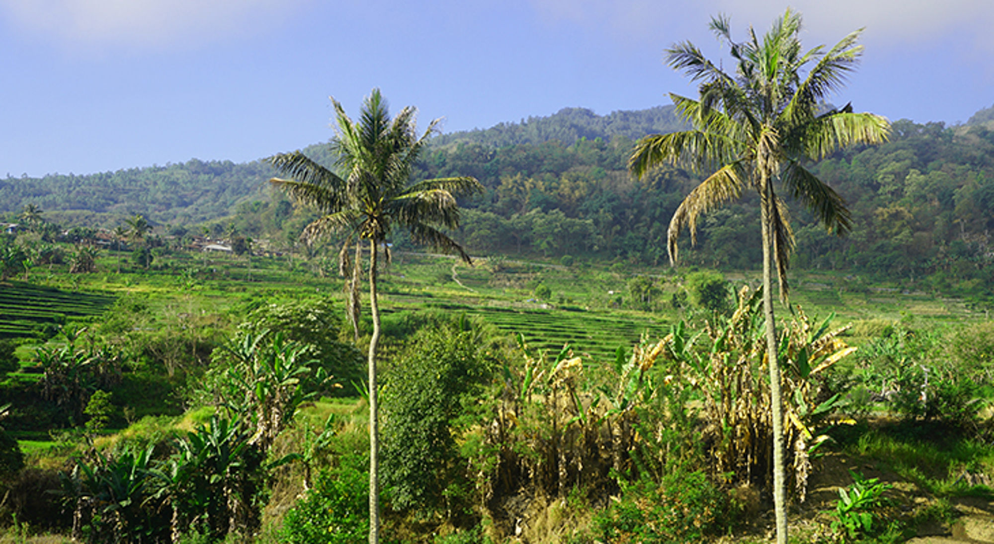 Groene rijstterrassen met palmbomen en heuvels op de achtergrond in Indonesië.