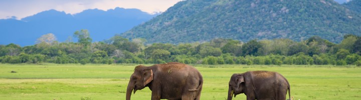 Twee Aziatische olifanten op de grasvlakte van Minneriya National Park, Sri Lanka.