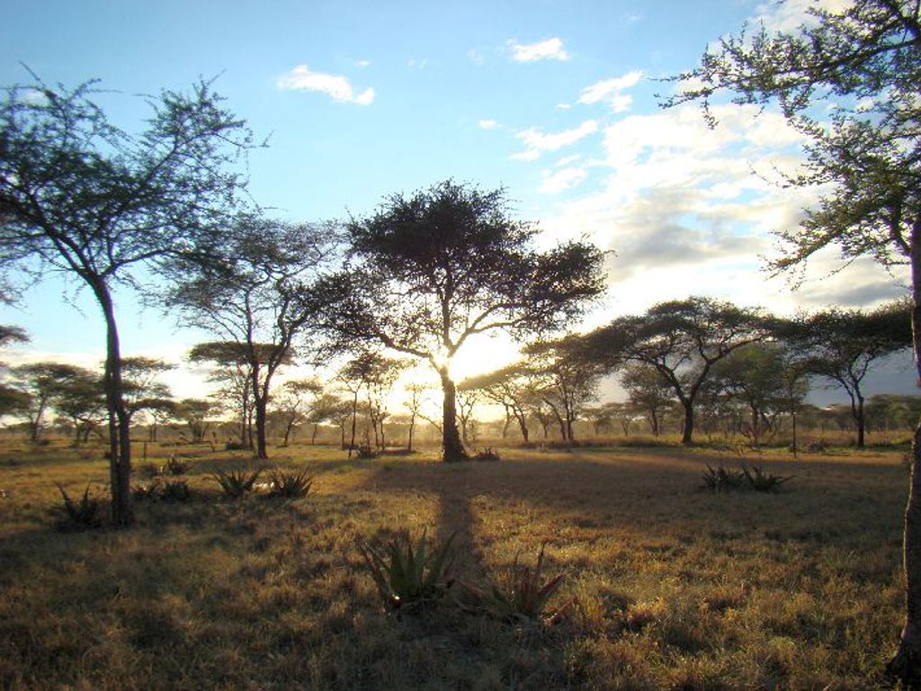 Savannelandschap met acaciabomen bij zonsondergang tijdens groepsrondreis Kenia, Tanzania en Zanzibar.