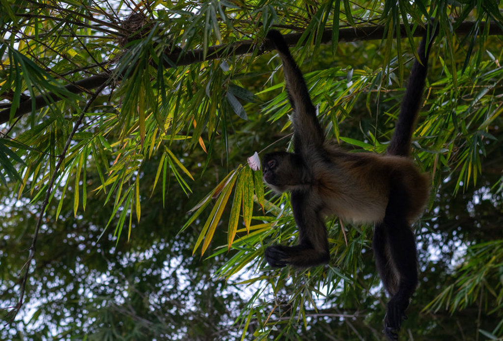 Zwarte slingeraap in de boomtoppen van het regenwoud in Guatemala tijdens een familiereis.