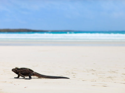 Zeeleguaan op het strand van de Galapagos-eilanden met de oceaan op de achtergrond.