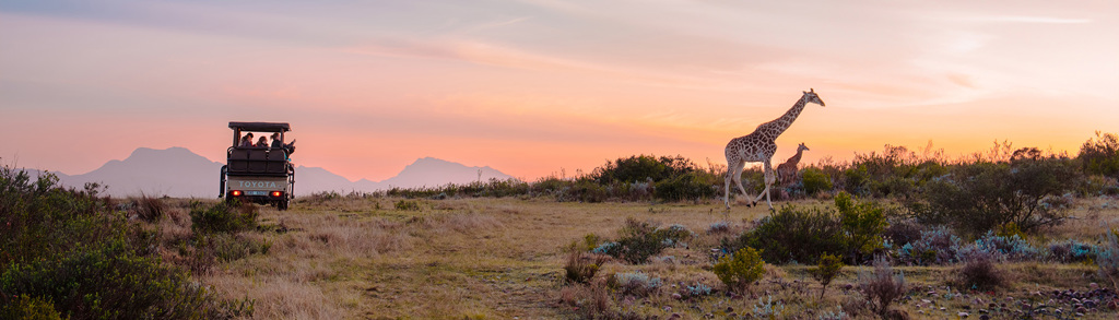 Safari in Zuid-Afrika bij zonsondergang met jeep en giraffen in de savanne.