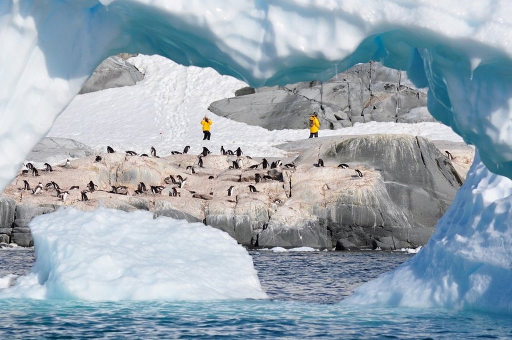 Koningspinguïns in de sneeuw tijdens een groepsrondreis Antarctica, S. Georgia en de Poolcirkel.