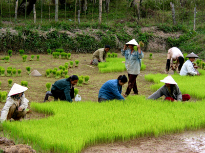 Rijstplanting in een rijstveld tijdens de route Laos & Cambodja.