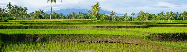 Groene rijstvelden met palmbomen bij Kalibaru, Oost-Java, met bergen op de achtergrond.