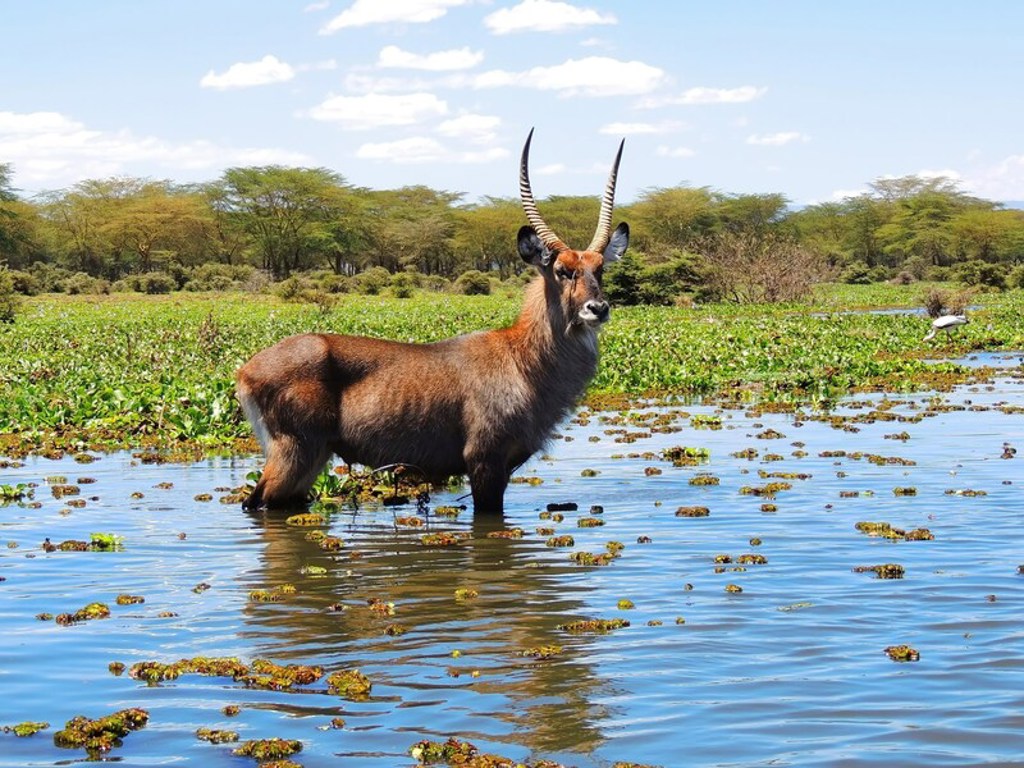 Waterbok in een moeraslandschap tijdens familiereis Kenia en Tanzania.