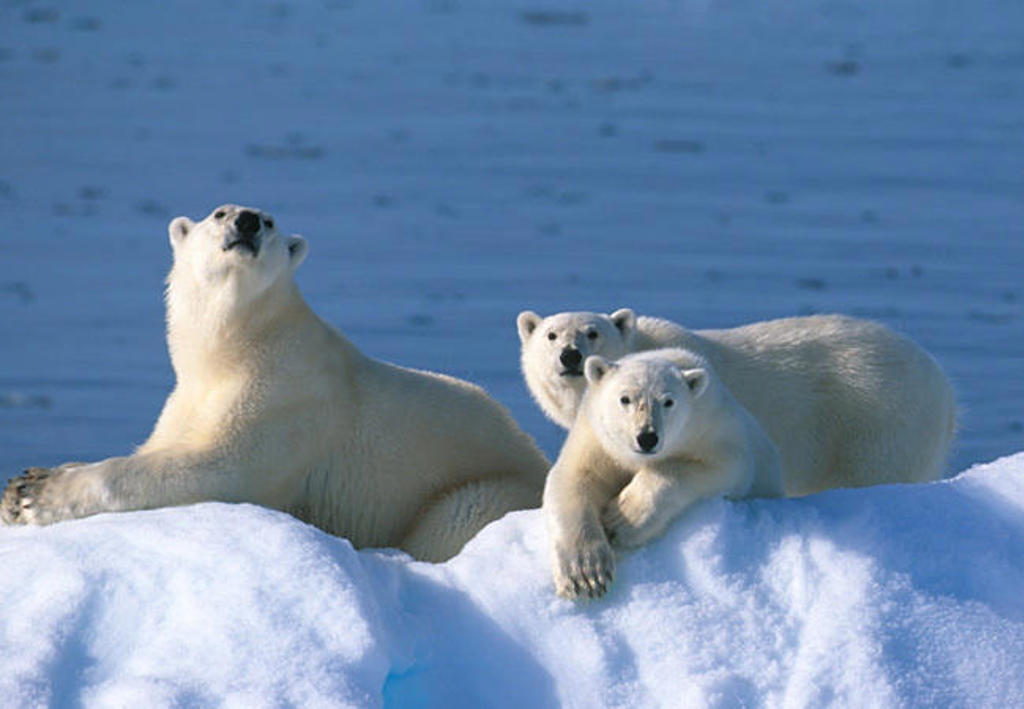 Drie ijsberen rusten op een ijsplaat in het poolgebied tijdens een groepsrondreis Spitsbergen, Groenland en IJsland.