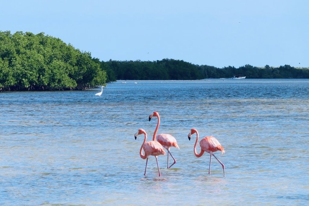 Groepsrondreis Mexico: strand met palmbomen en kustlijn.