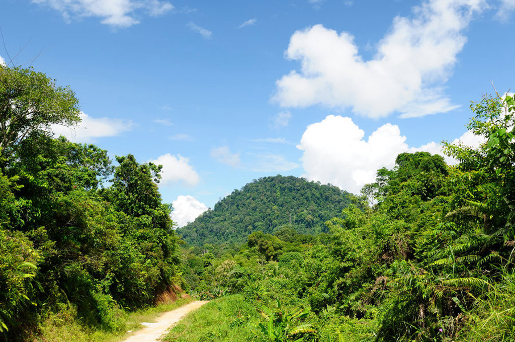 Groene jungle en heuvels in Kalimantan, Indonesië, met zandpad onder een blauwe lucht.