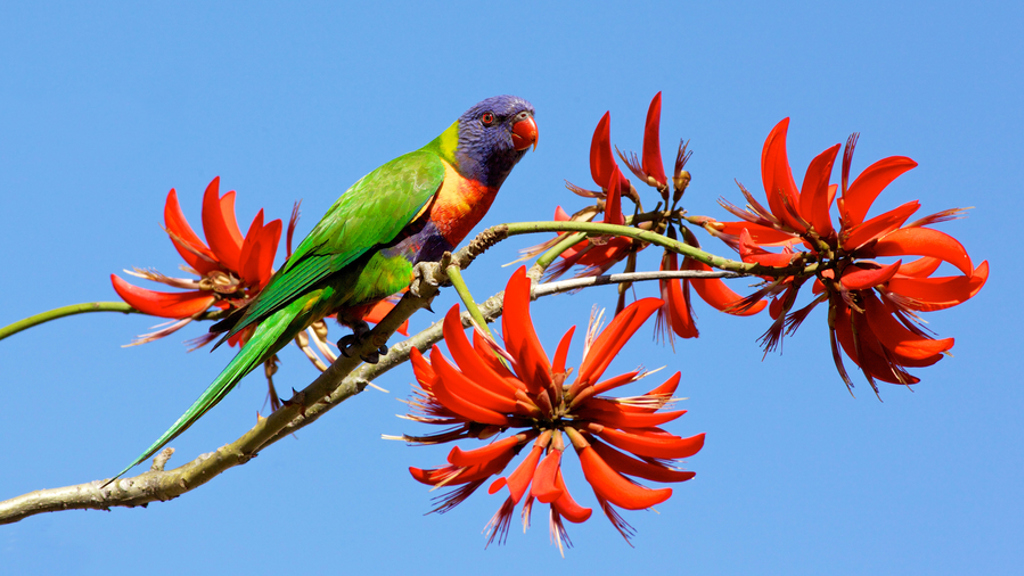 Regenbooglori op een tak met rode bloemen in Australië tijdens een 22-35ers reis.