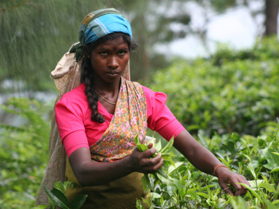 Vrouw plukt theebladeren op een theeplantage in Sri Lanka.