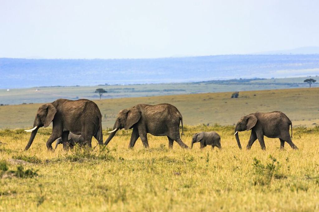 Olifantenfamilie op de savanne tijdens familiereis Kenia en Tanzania.