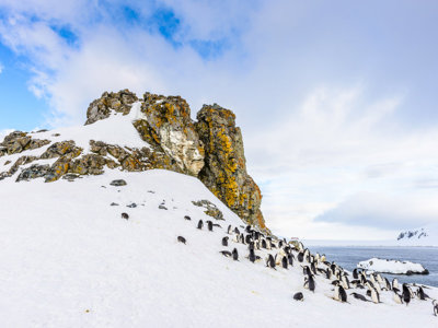 Pinguïnkolonie op besneeuwde kust bij rotsen in Antarctica, met zee en ijsbergen op de achtergrond.
