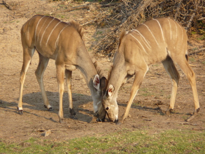 Twee koedoes grazen met de koppen tegen elkaar in de bush tijdens de route Kaapstad - Victoria Falls.