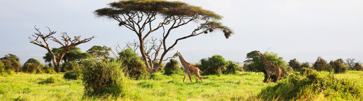 Giraffen op de savanne tussen acaciabomen tijdens een 22-35ers reis in Kenia en Tanzania.