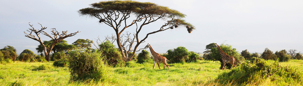 Giraffen op de savanne tussen acaciabomen tijdens een 22-35ers reis in Kenia en Tanzania.