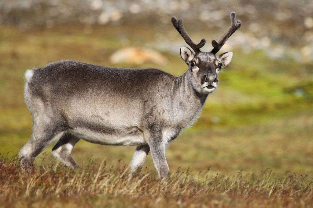 Rendier in het groen landschap van Spitsbergen tijdens een groepsrondreis van 8, 11 of 15 dagen.