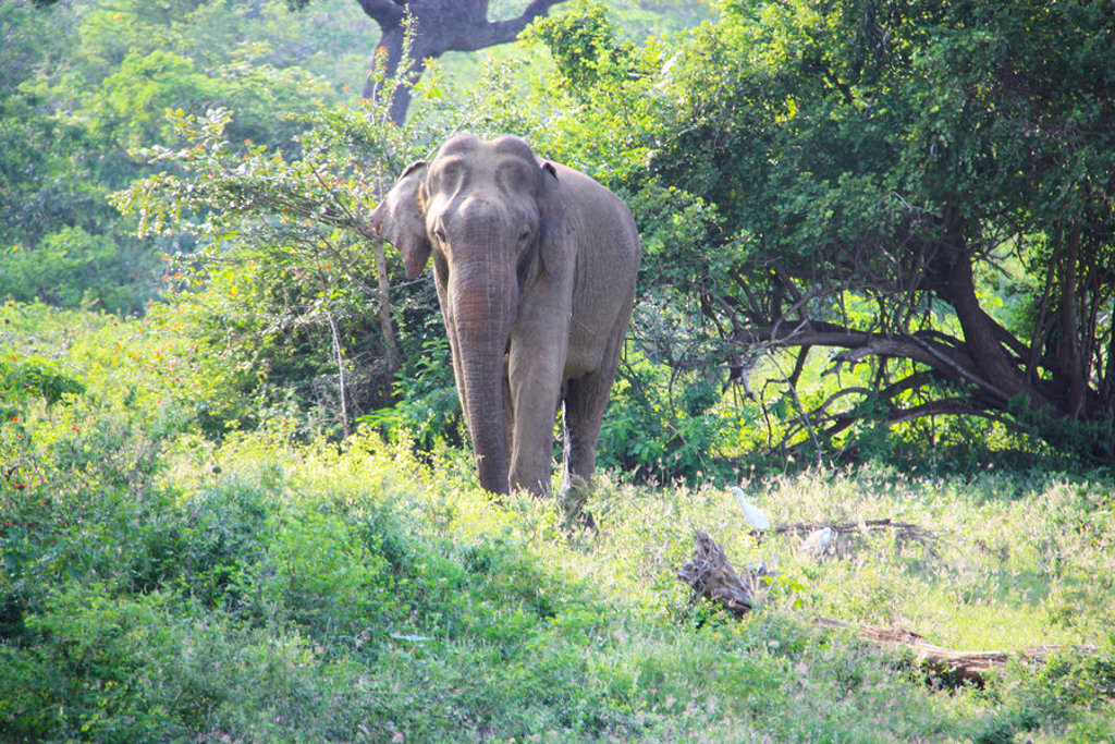 Aziatische olifant in het groen in Sri Lanka tijdens familiereis langs hoogtepunten.