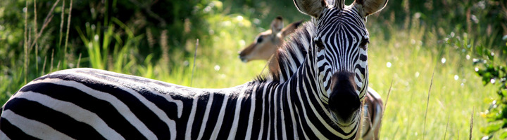 Zebra in het grasland tijdens een rondreis door Zambia.