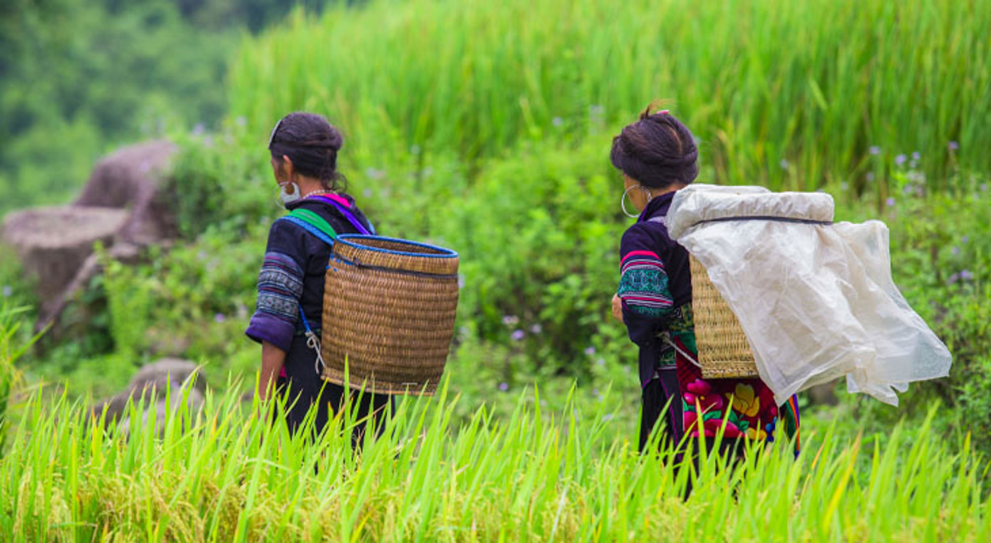 Twee vrouwen met rieten manden lopen door groene rijstterrassen in Vietnam.