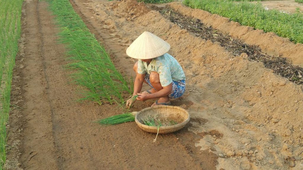 Boer plant rijstscheuten op een rijstveld in Vietnam tijdens groepsrondreis Vietnam kort.
