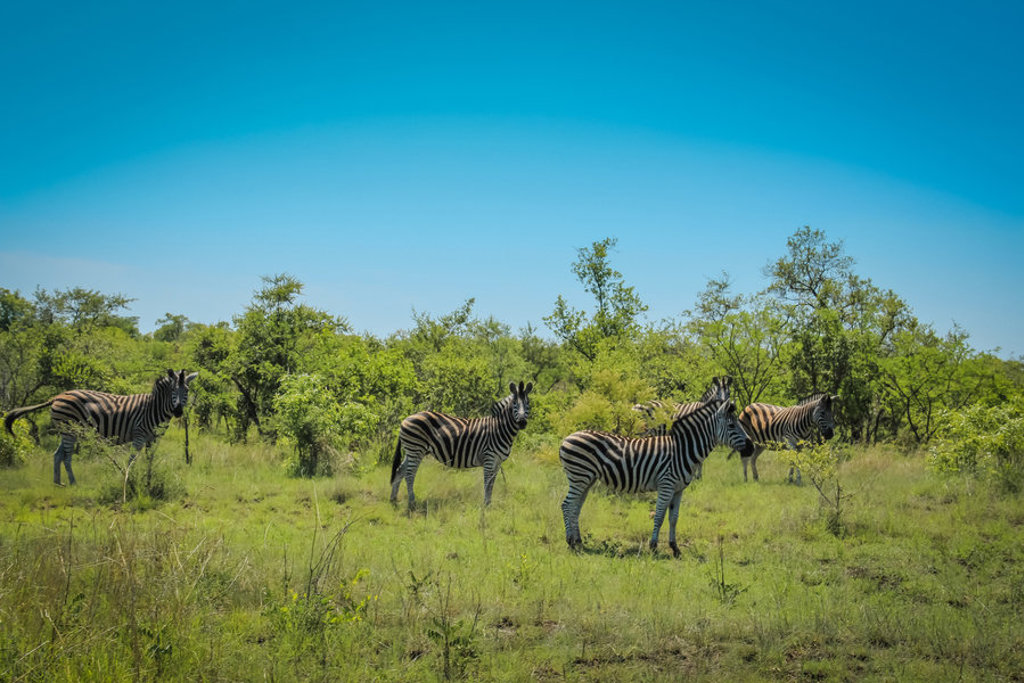 Zebra’s in de savanne tijdens een groepsrondreis door Zuid-Afrika, eSwatini en Lesotho.