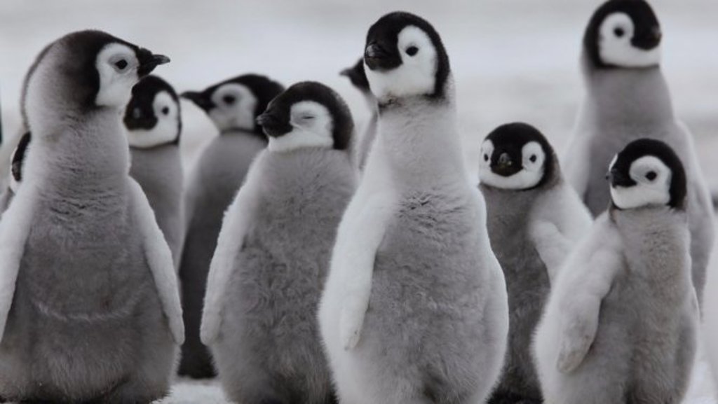 Groep keizerspinguïns op het ijs bij Snow Hill eiland, Antarctica.