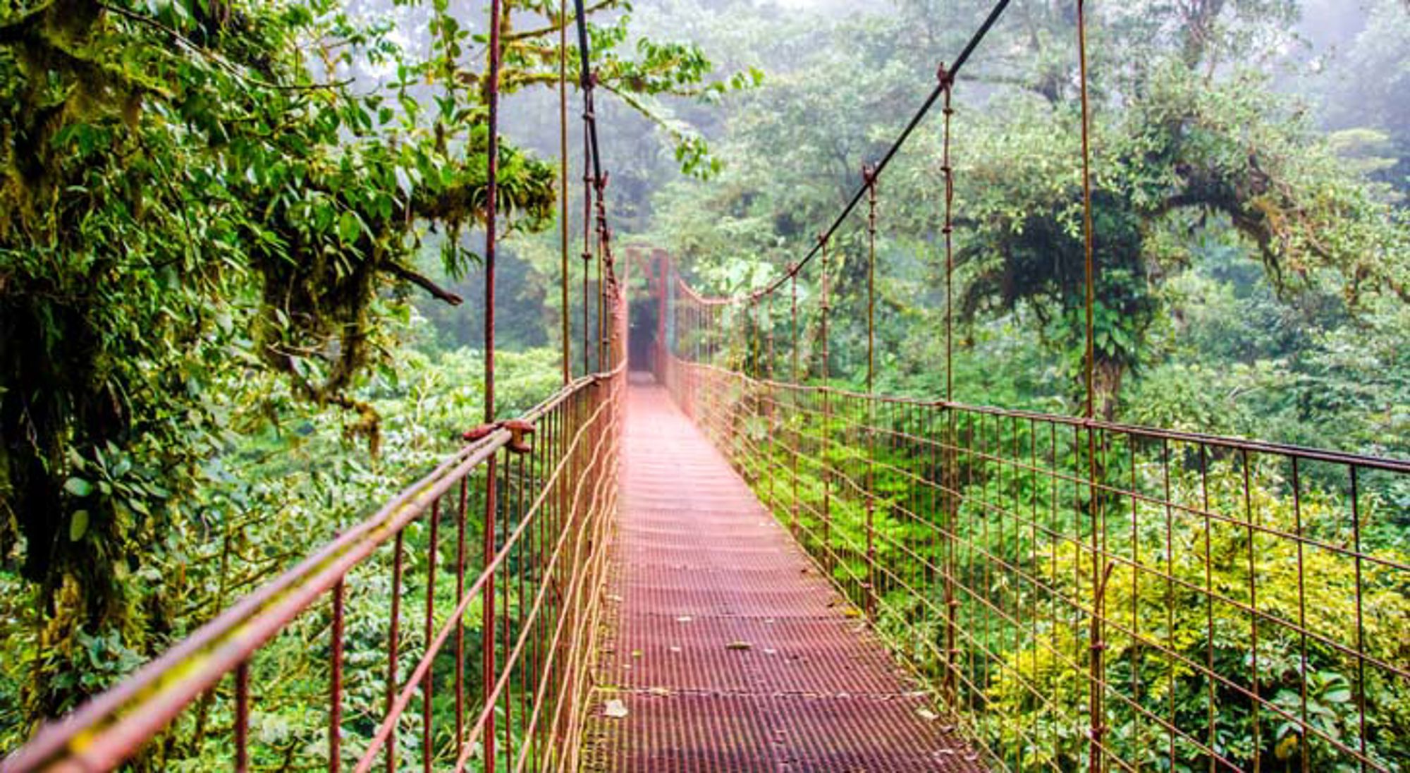Groene regenwoudkruinen gezien vanaf een hangbrug in Costa Rica.