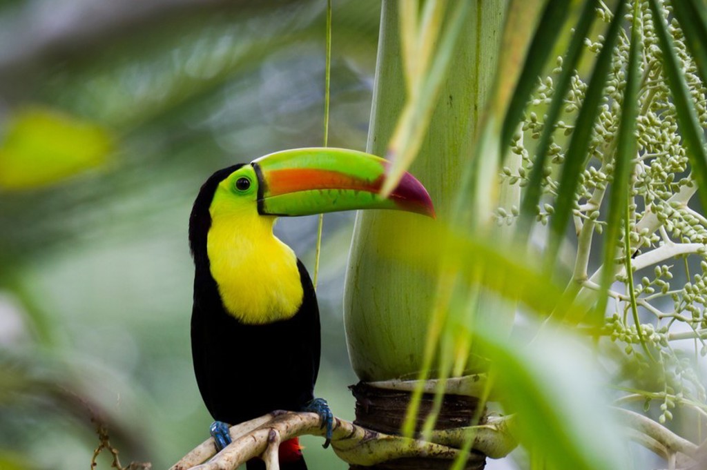 Toekan in het regenwoud van Costa Rica tijdens een groepsrondreis.