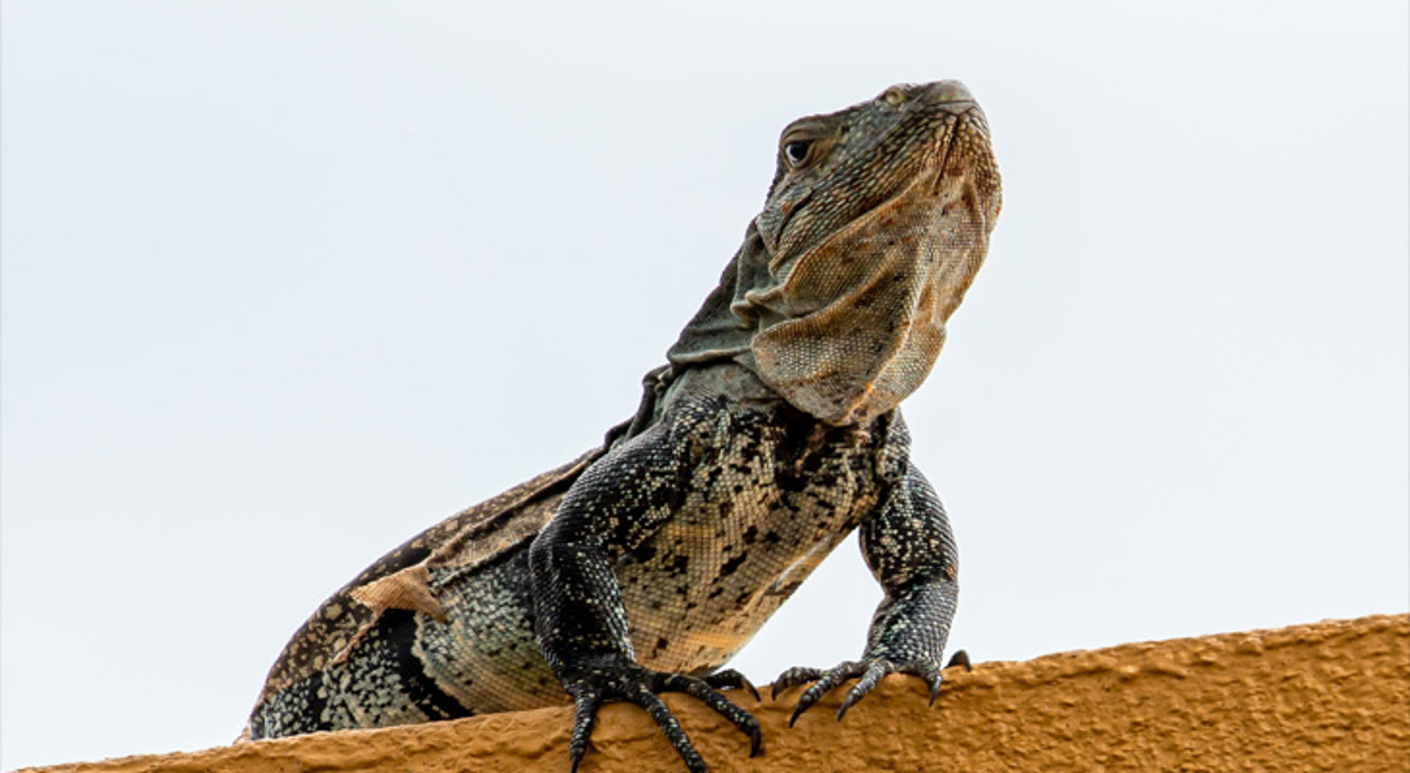 Leguaan in Costa Rica, zittend op een muur en kijkend omhoog.