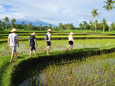 Reizigers wandelen door rijstvelden op Bali tijdens de route Sumatra, Java en Bali.