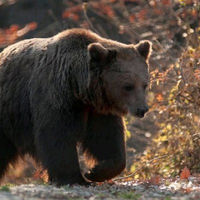 Reizigers op een bergpad met uitzicht op groene heuvels tijdens een groepsrondreis door Roemenië.