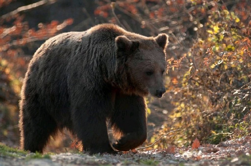 Reizigers op een bergpad met uitzicht op groene heuvels tijdens een groepsrondreis door Roemenië.