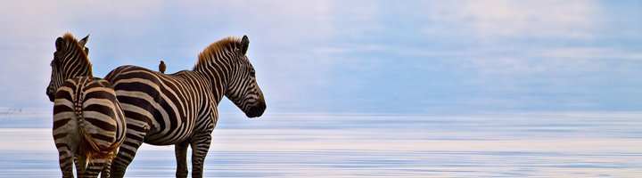 Zebra’s aan de oever van Lake Manyara in Tanzania.
