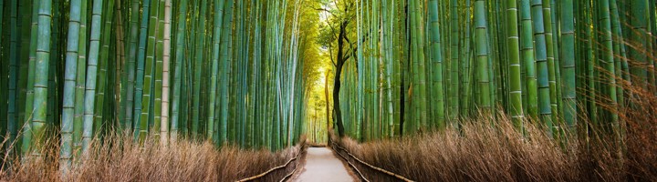 Bamboebos in Arashiyama met wandelpad tussen hoge bamboestengels.